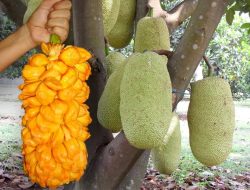 Cempedak, Buah Tropis Mirip Nangka dengan Aroma Khas yang Bikin Rindu