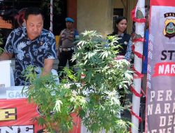 Bali Geger! Pasangan Asing Ternyata Pelihara Kebun Ganja Hidroponik